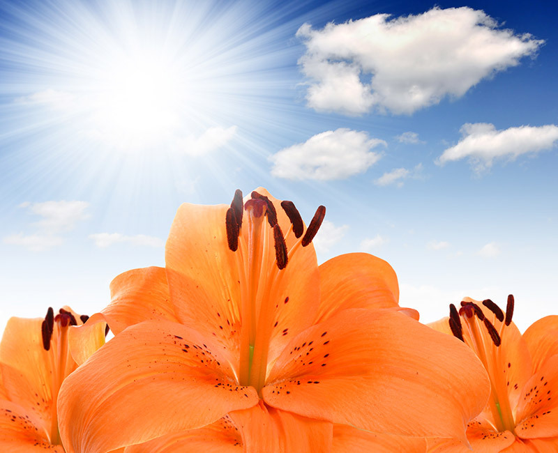 flowers flowers  / companion flowers